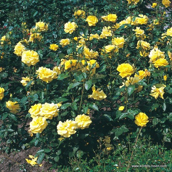 Friesia
