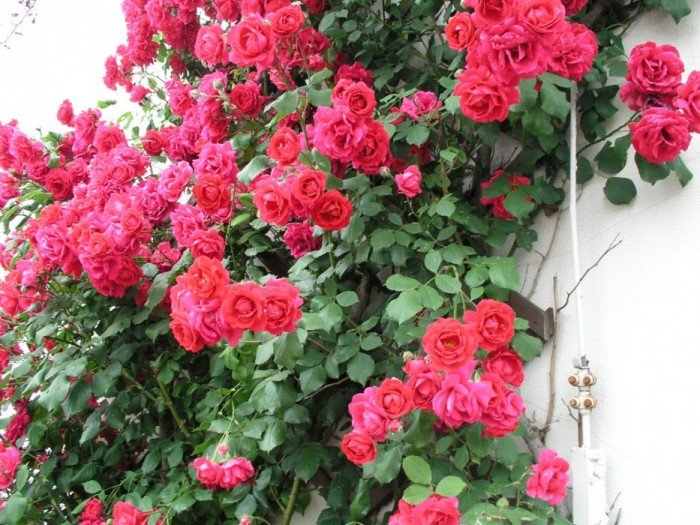 Pauls Scarlet Climber