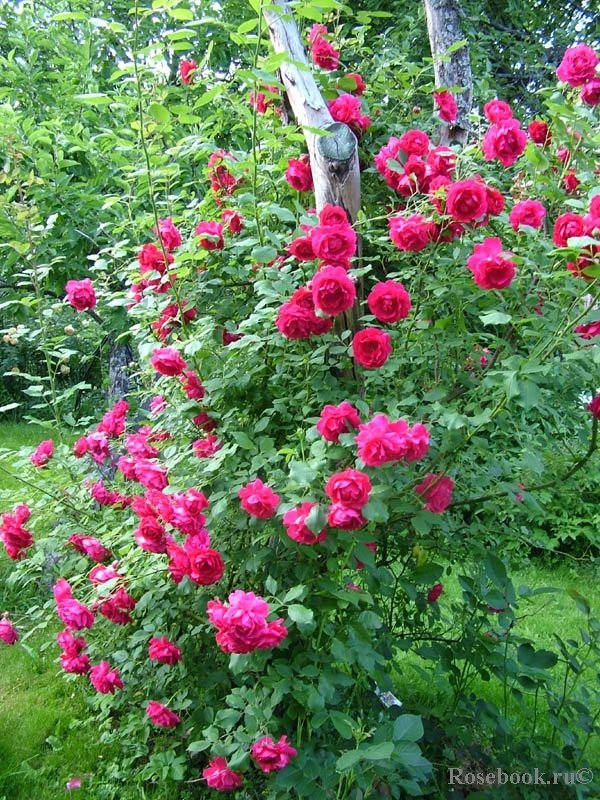 Pauls Scarlet Climber