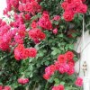 Pauls Scarlet Climber