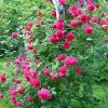 Pauls Scarlet Climber