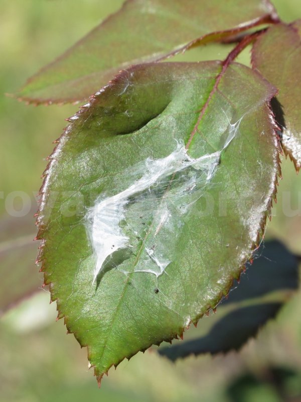 Паук