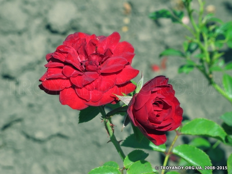 Blumen