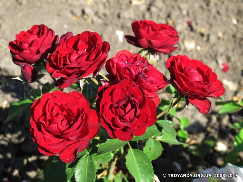 Blumen