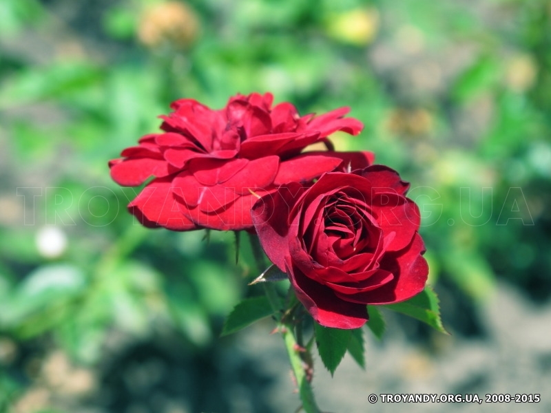 Blumen