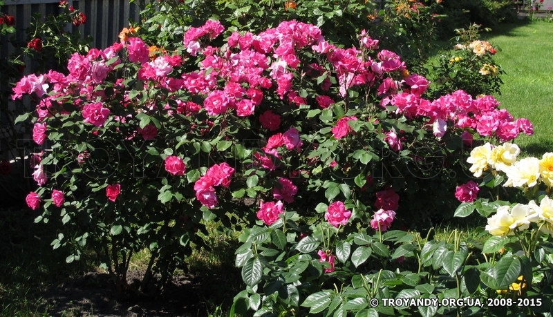 Cyclamen