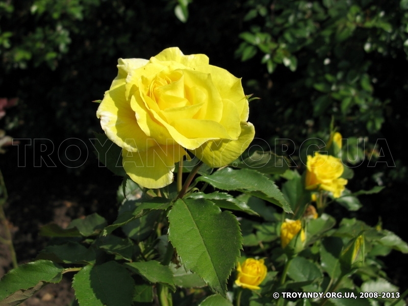 Friesia