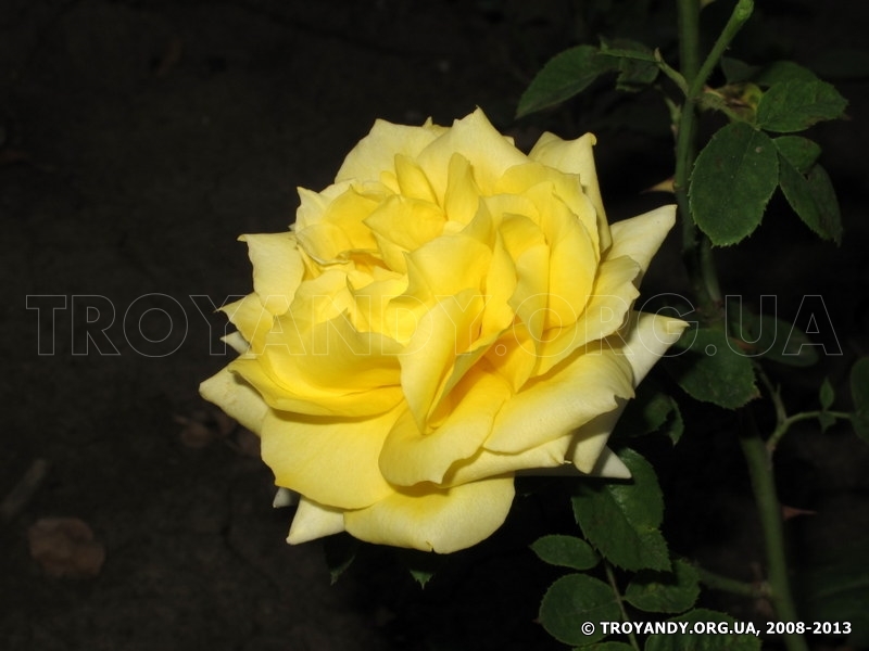 Friesia