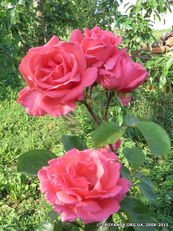 Rosanna