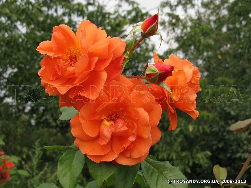 Westerland