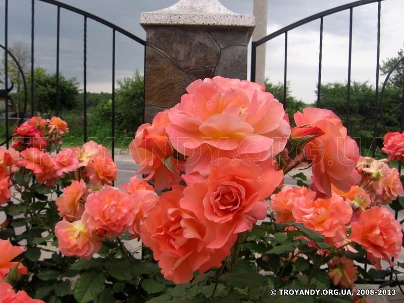 Westerland