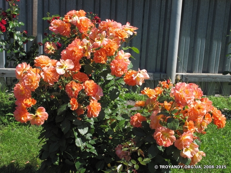 Westerland