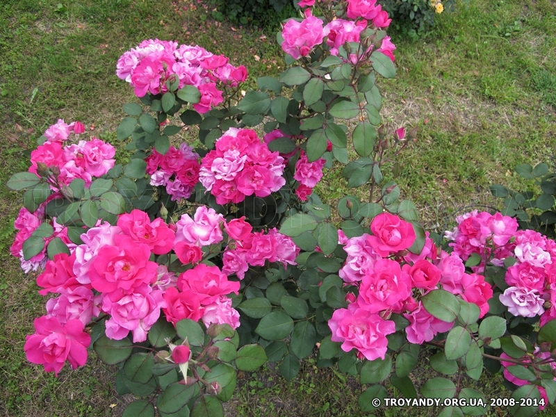Cyclamen