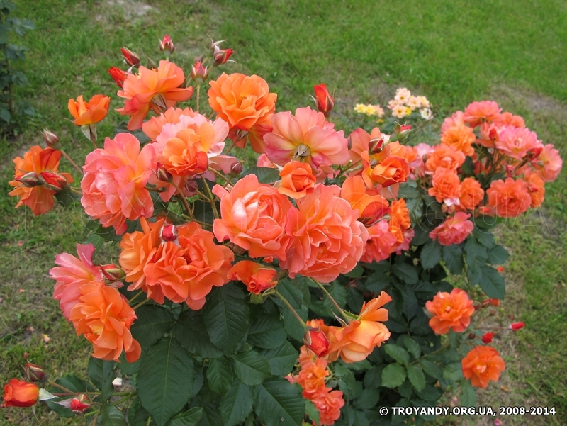 Westerland