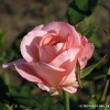 Belami