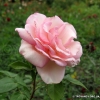 Belami