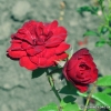 Blumen