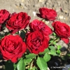 Blumen