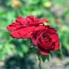 Blumen
