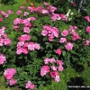 Cyclamen