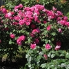 Cyclamen