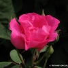 Cyclamen