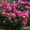 Cyclamen