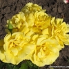 Friesia