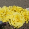 Friesia