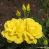 Friesia