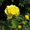 Friesia