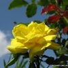 Friesia