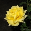 Friesia