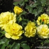 Friesia