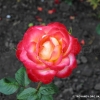 Handel