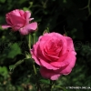 Lancome