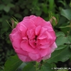 Lancome