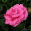 Lancome