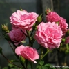 Lawinia