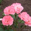 Lawinia