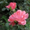 Rosanna