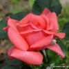 Rosanna