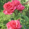 Rosanna