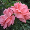 Rosanna