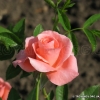 Saphir