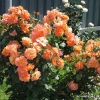 Westerland