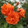 Westerland
