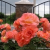 Westerland
