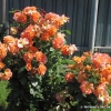 Westerland