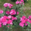 Cyclamen